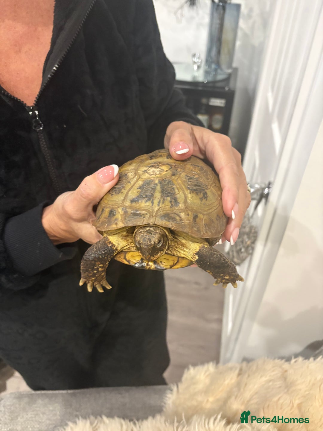 Tortoise reptiles for sale: Male female tortoise - Advert 2