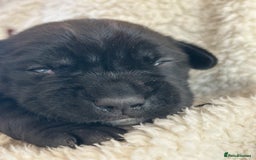 Mixed Breed dogs for sale: Sprocker cross blue staffy puppies for sale  - Image 12