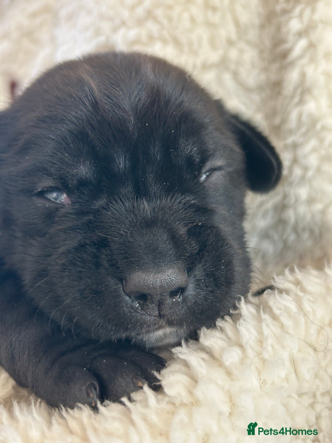 Mixed Breed dogs for sale: Sprocker cross blue staffy puppies for sale  - Image 12