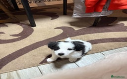 Mixed Breed dogs for sale: Bichon Maltese - Image 2
