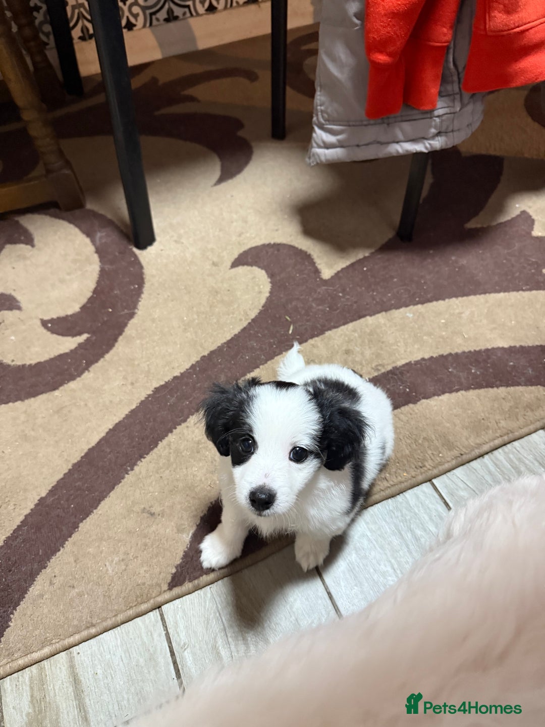 Mixed Breed dogs for sale: Bichon Maltese - Image 2
