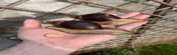 Snails invertebrates for sale: Giant African Snails - Advert 3