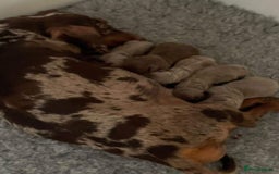 Miniature Dachshund dogs for stud: Isabella & Tan Miniature Daschund Stud - Image 15