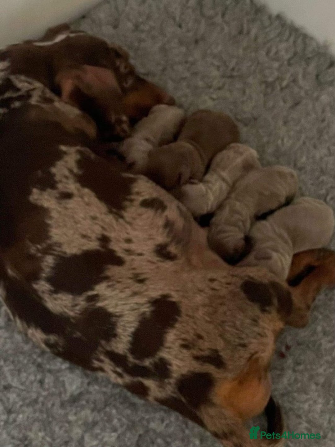 Miniature Dachshund dogs for stud: Isabella & Tan Miniature Daschund Stud - Image 15