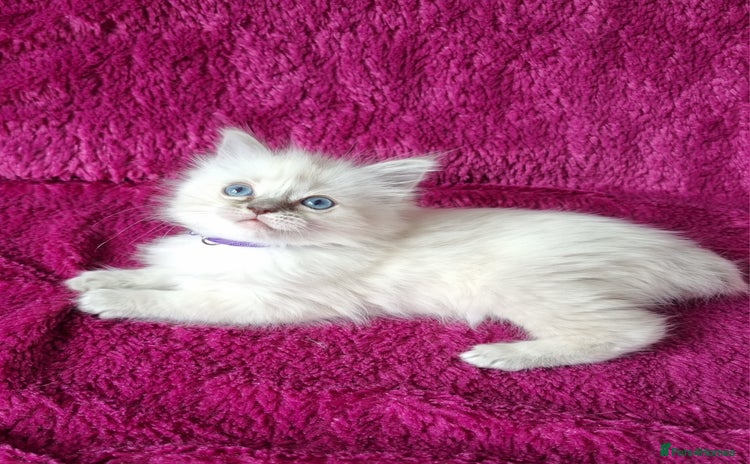 Ragdoll cats - Advert 13