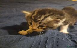 Turkish Angora cats for sale:  **  Kittens - Advert 4