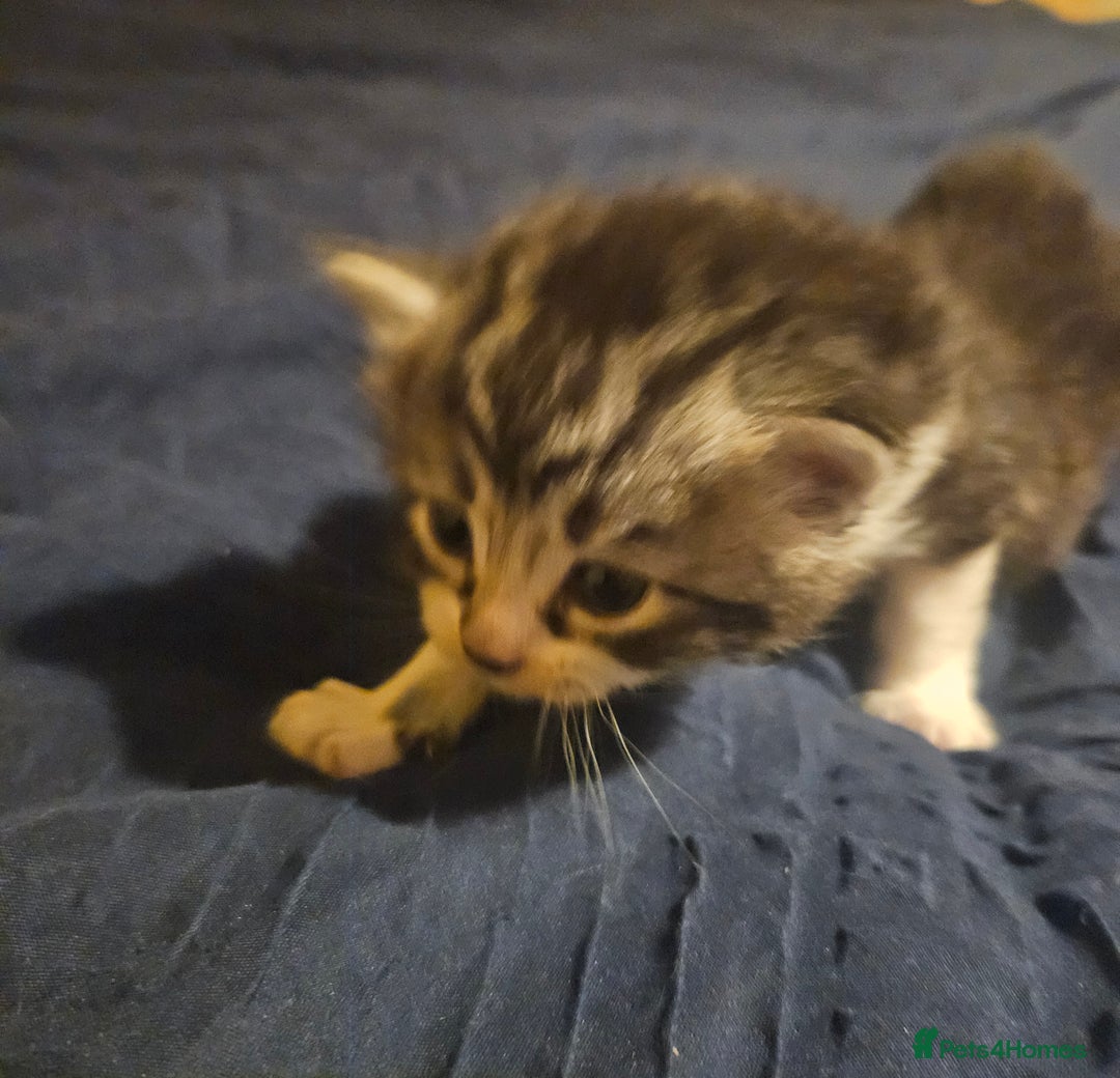 Turkish Angora cats for sale:  **  Kittens - Advert 4