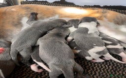 Whippet dogs for sale: Lovely petite Whippets - Image 3