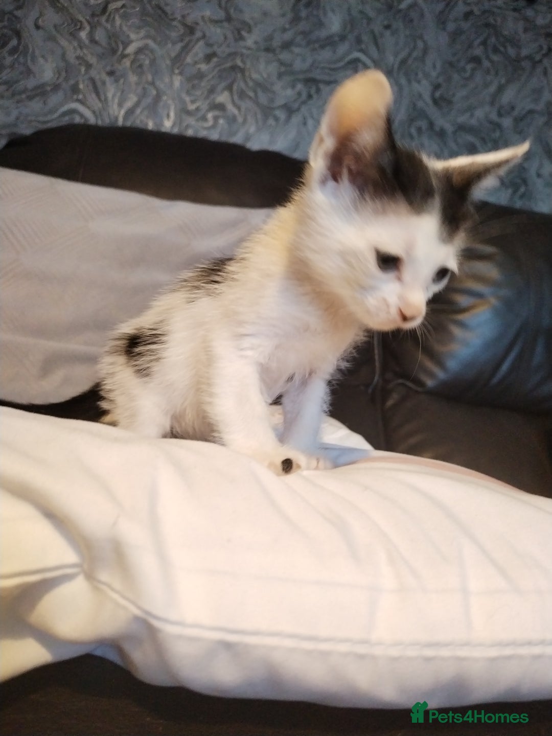 Mixed Breed cats for sale: Adorable Kittens Looking for Their Forever Homes - Advert 5