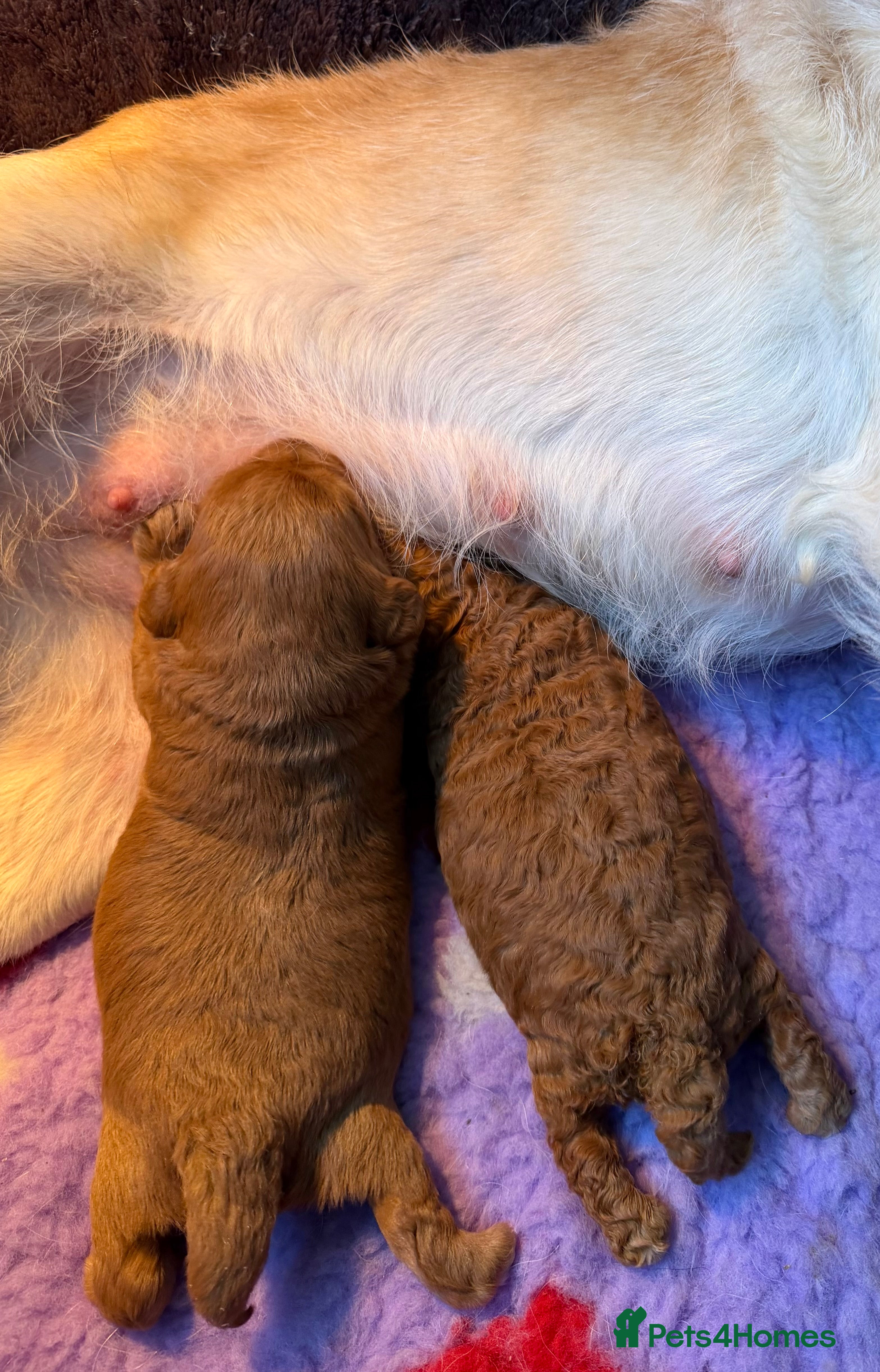 Labradoodle dogs Stunning red Labradoodle puppies  - Advert 2