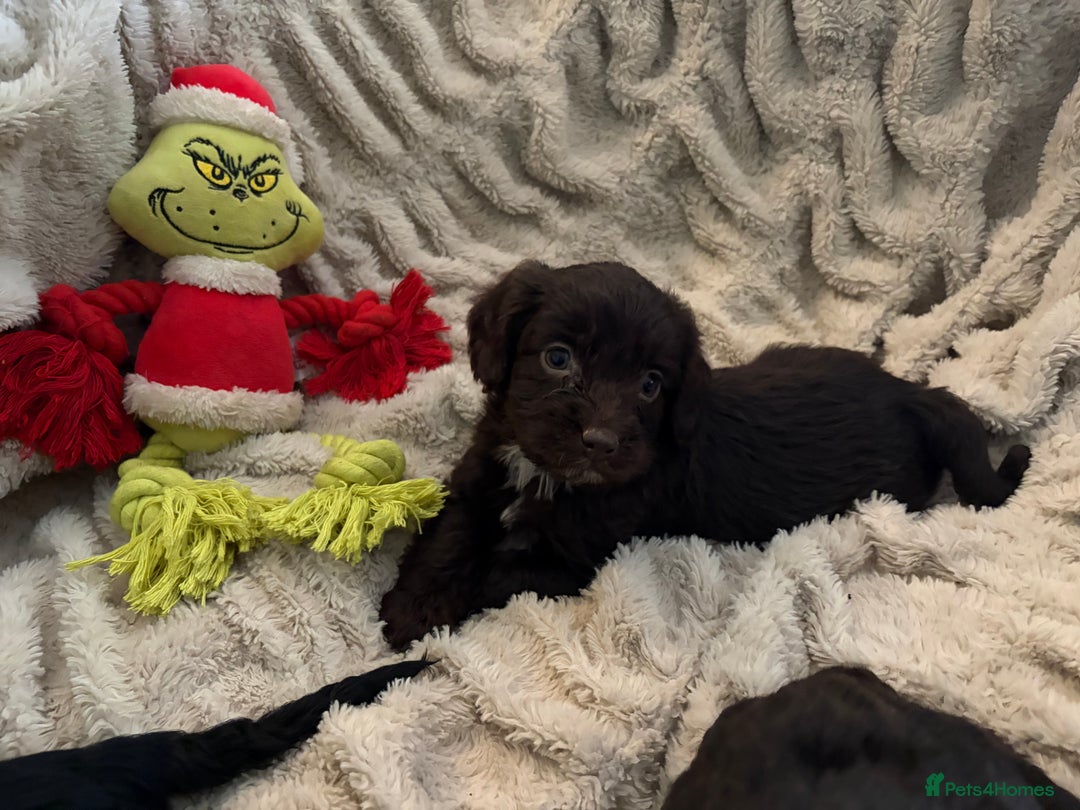 Cockapoo dogs for sale: Beautiful litter of Cockapoo puppies F1 - Advert 17