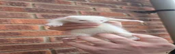Ferret rodents for sale: 5 ferret kits for sale - Advert 3