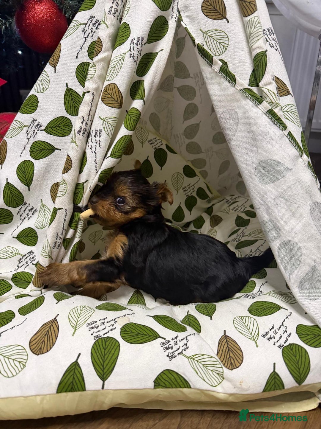 Yorkshire Terrier dogs for sale: Yorkshire Terrier puppies looking for new homes  - Advert 16