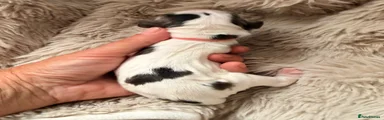 Cocker Spaniel 6