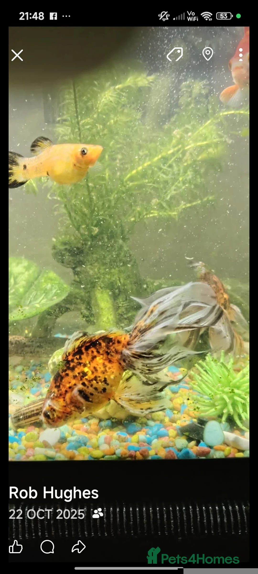 Fancy Goldfish fish for sale: Fancy goldfish,danios for sale  and tank - Advert 7