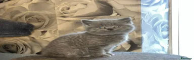 British Shorthair 3
