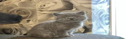 British Shorthair cats for sale: Adorable purebreed British shorthair kittens  - Advert 6
