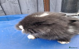 Lionhead rabbits for sale: lionhead bunnies  - Image 6