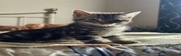 Mixed Breed cats for sale: 5 fluffy playful kittens looking for homes - Advert 6