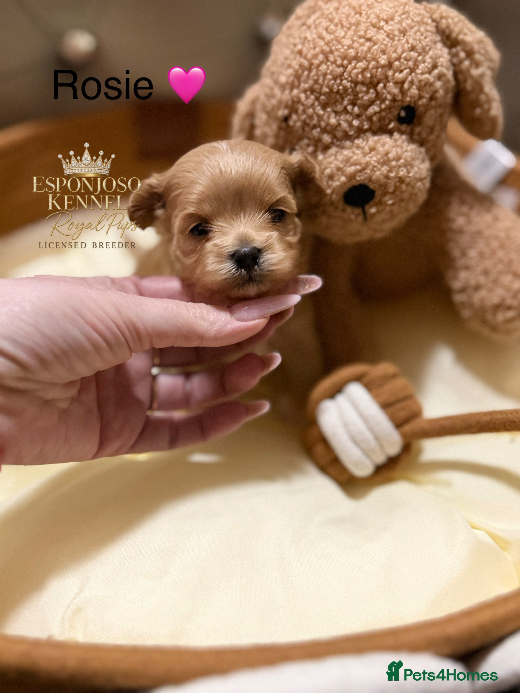 Maltipoo dogs 👑One in a Million F1 tiny Asian Maltipoo👑 - Advert 2