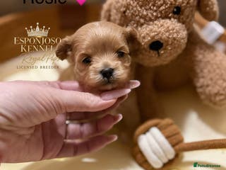 Maltipoo dogs 👑One in a Million F1 tiny Asian Maltipoo👑 - Advert 8