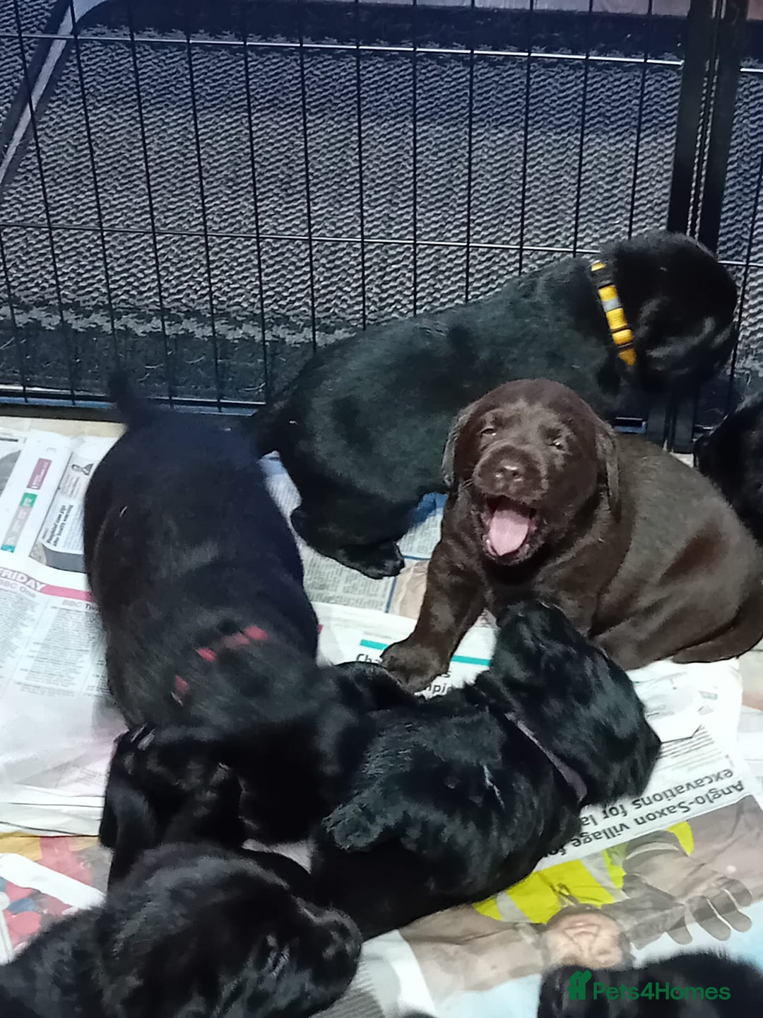 Labrador Retriever dogs for sale: Stunning chunky kc reg pups, parents health tested - Advert 5