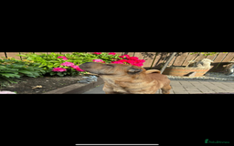 Shar Pei dogs for sale: 1.5 year old Shar Pei - immediate rehome needed - Image 3