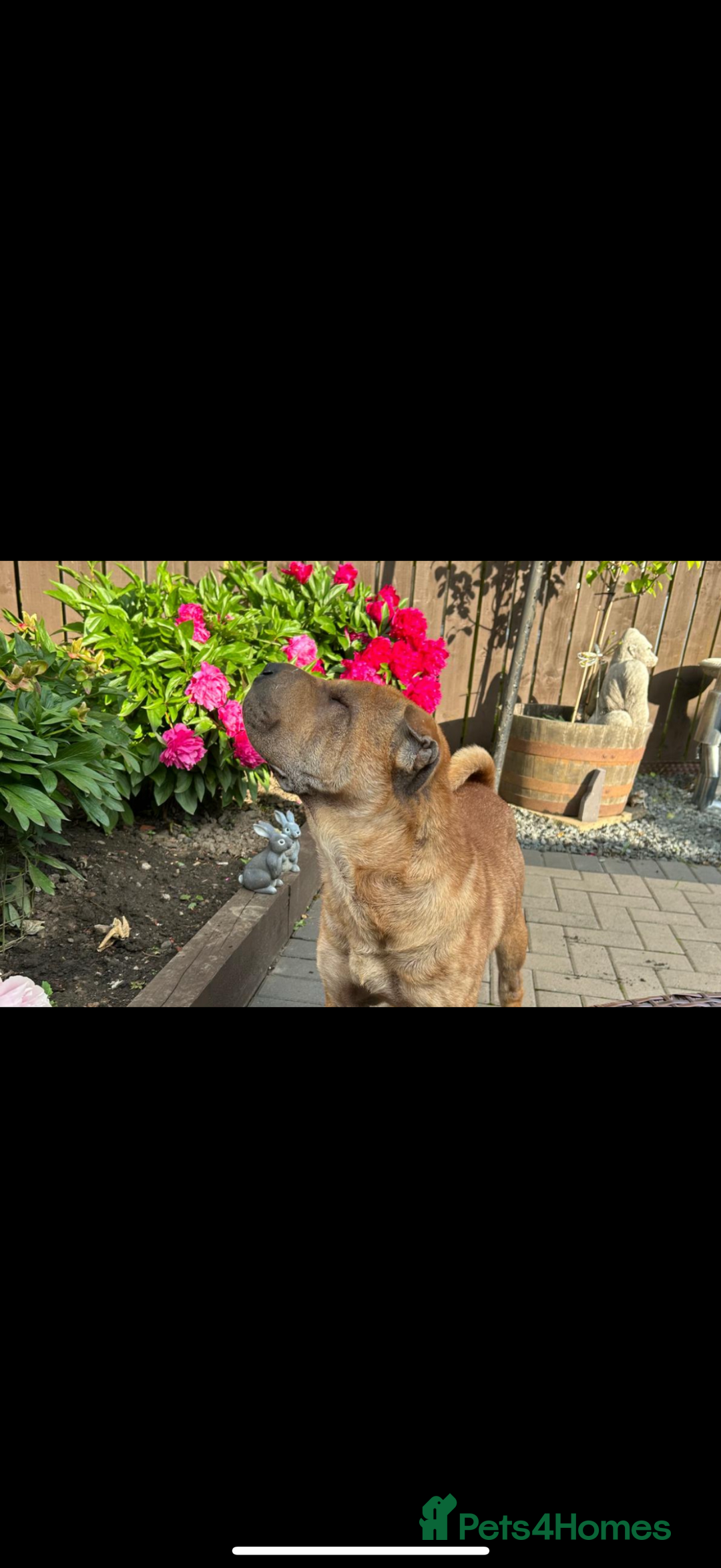 Shar Pei dogs for sale: 1.5 year old Shar Pei - immediate rehome needed - Image 3
