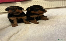 Welsh Terrier dogs for sale: Stunning Health Tested KC Reg Welshie Puppies - Advert 22