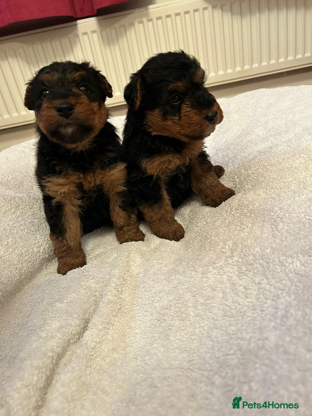 Welsh Terrier dogs for sale: Stunning Health Tested KC Reg Welshie Puppies - Advert 22