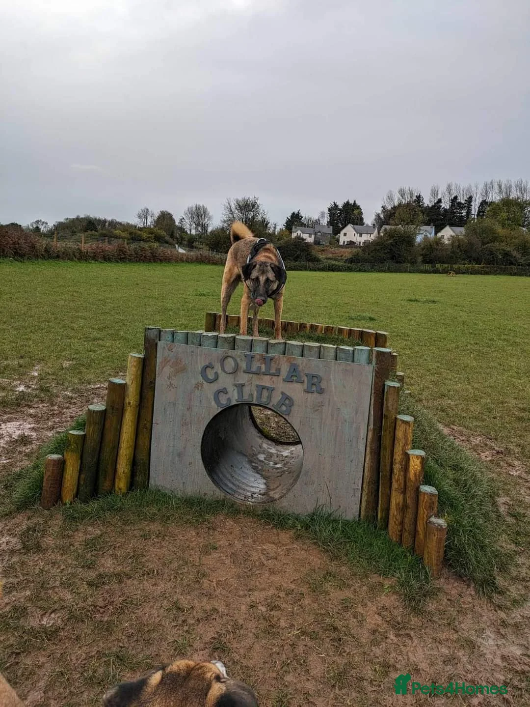 Mixed Breed dogs for adoption: Meet Pickle, currently residing in Wales in Barry - Advert 6