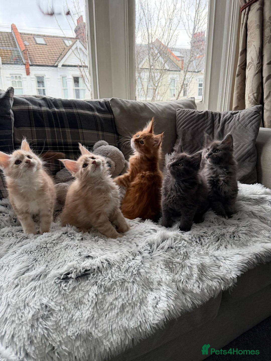 Maine Coon cats for sale: Maine Coon kittens - Advert 2
