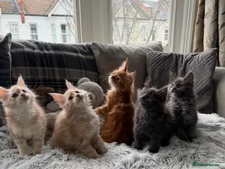 Maine Coon cats Maine Coon kittens - Advert 1