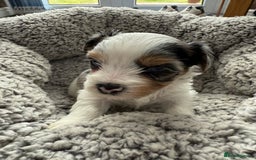 Biewer Terrier dogs for sale: Beautiful Biewer puppies  - Image 5