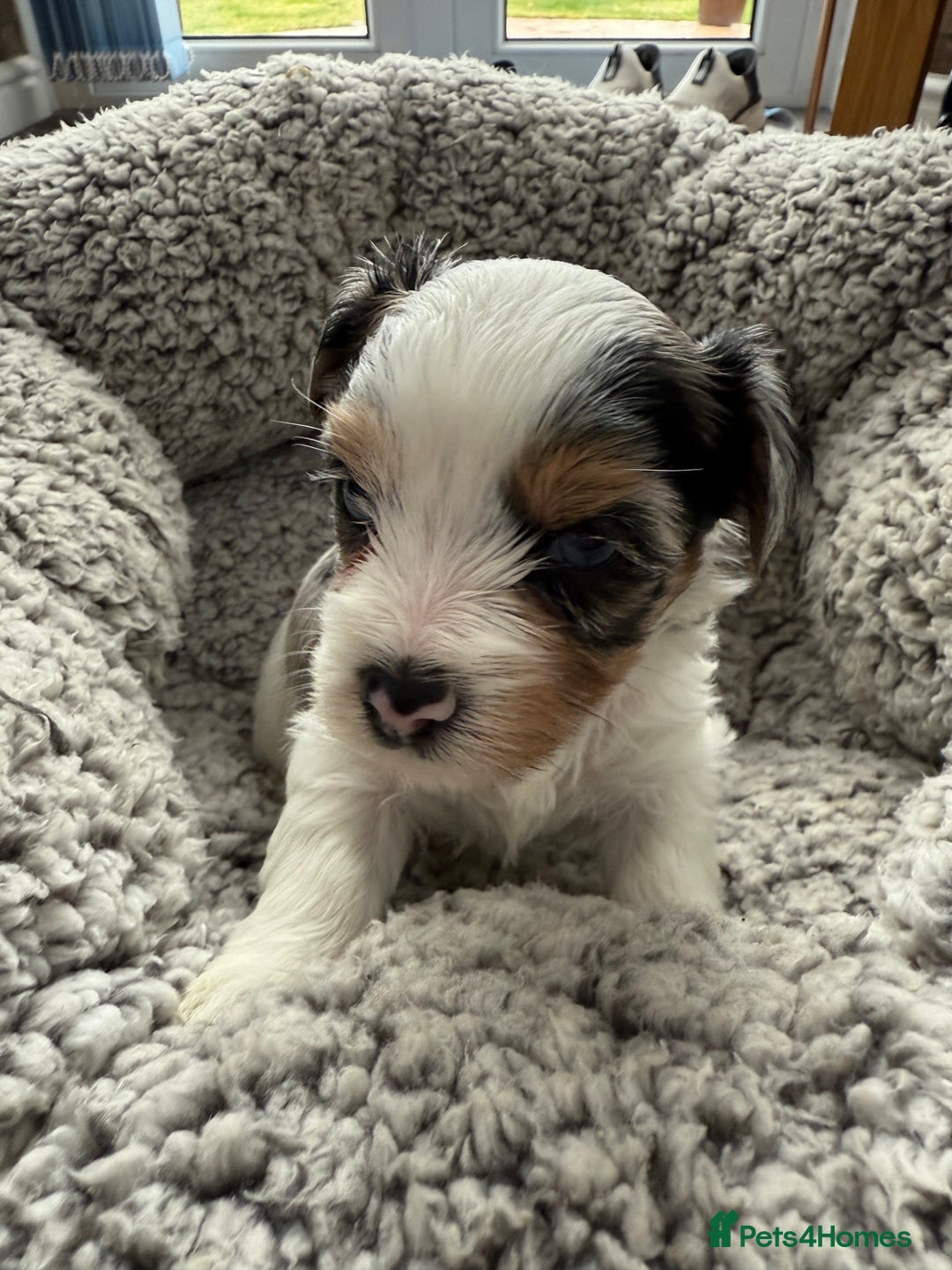 Biewer Terrier dogs for sale: Beautiful Biewer puppies  - Image 5