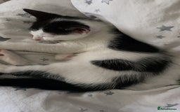 Mixed Breed cats for sale: 2 boys left!!need to leave asap!!! - Image 17