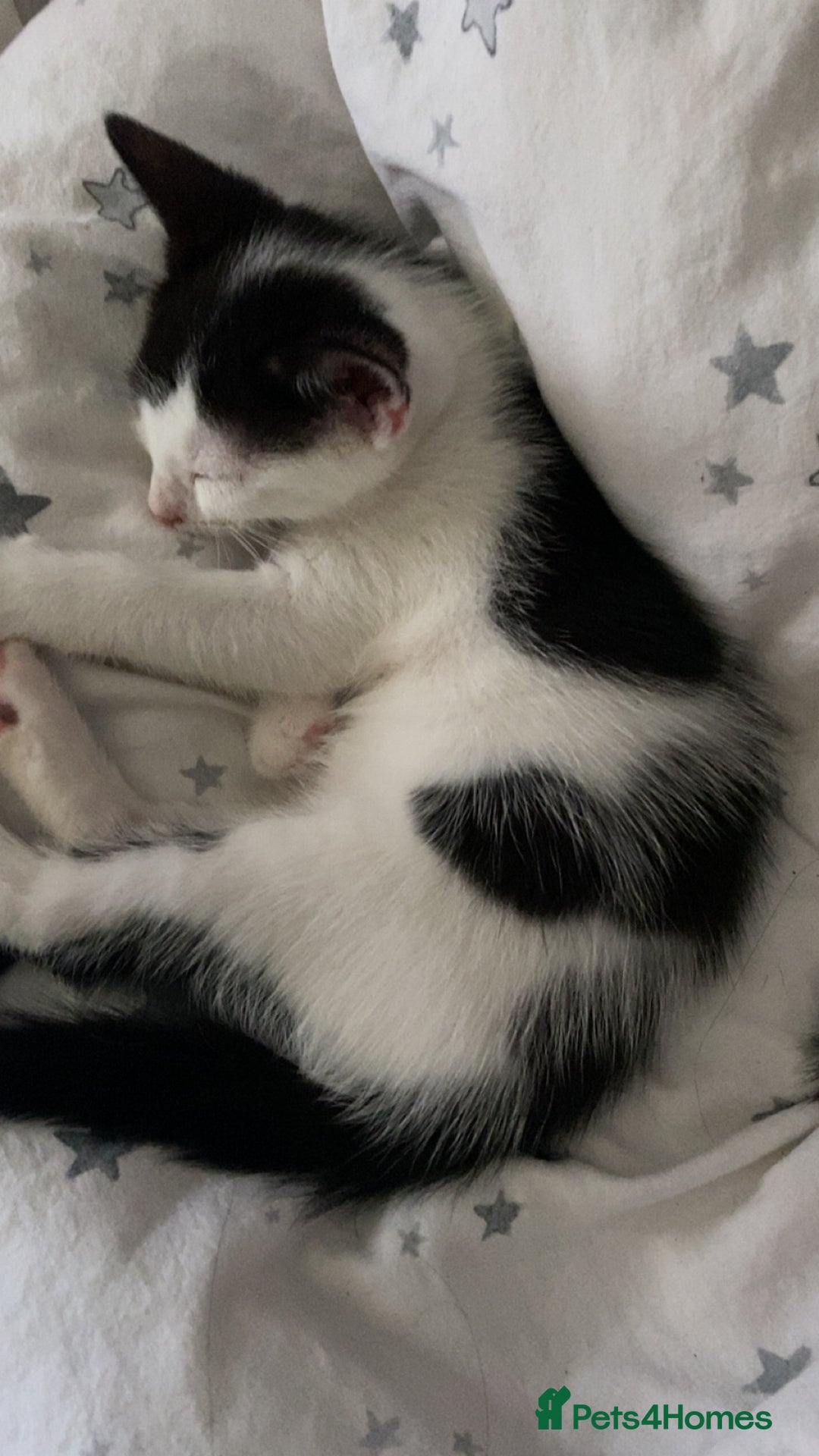 Mixed Breed cats for sale: 2 boys left!!need to leave asap!!! - Image 17