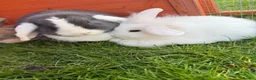 Mixed Breed rabbits for sale: Lion lop 8 week old rabbits for sale  - Advert 13