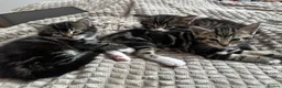 Mixed Breed cats for sale: Kittens for sale  - Advert 2