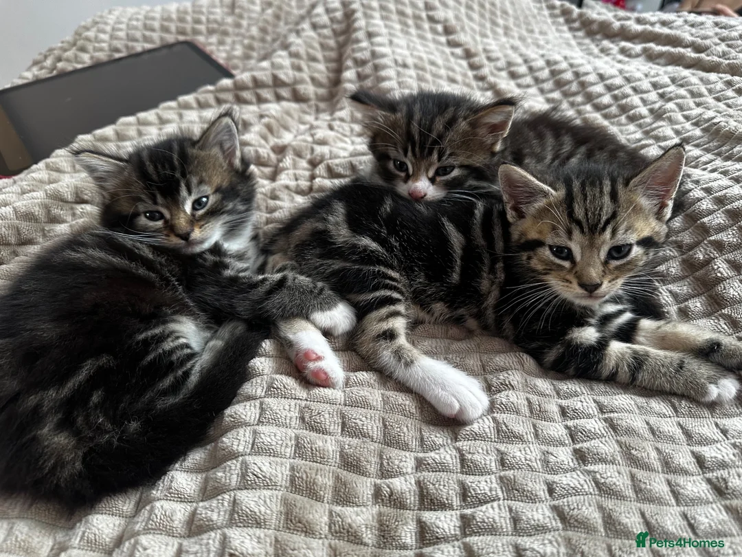 Mixed Breed cats for sale: Kittens for sale  - Advert 2