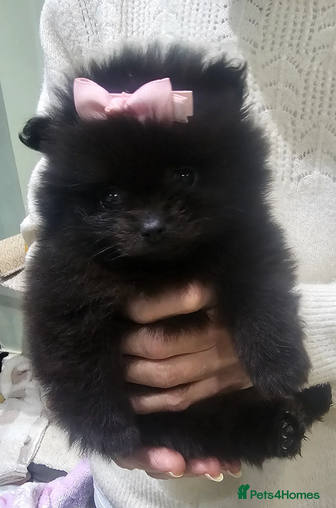 Pomeranian dogs for sale: Beautiful puppys - Advert 3