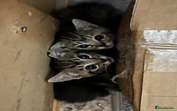 Domestic Shorthair cats for sale: 2 Male 1 Female Tabby Cats - Silver Tabby Mother - Image 4