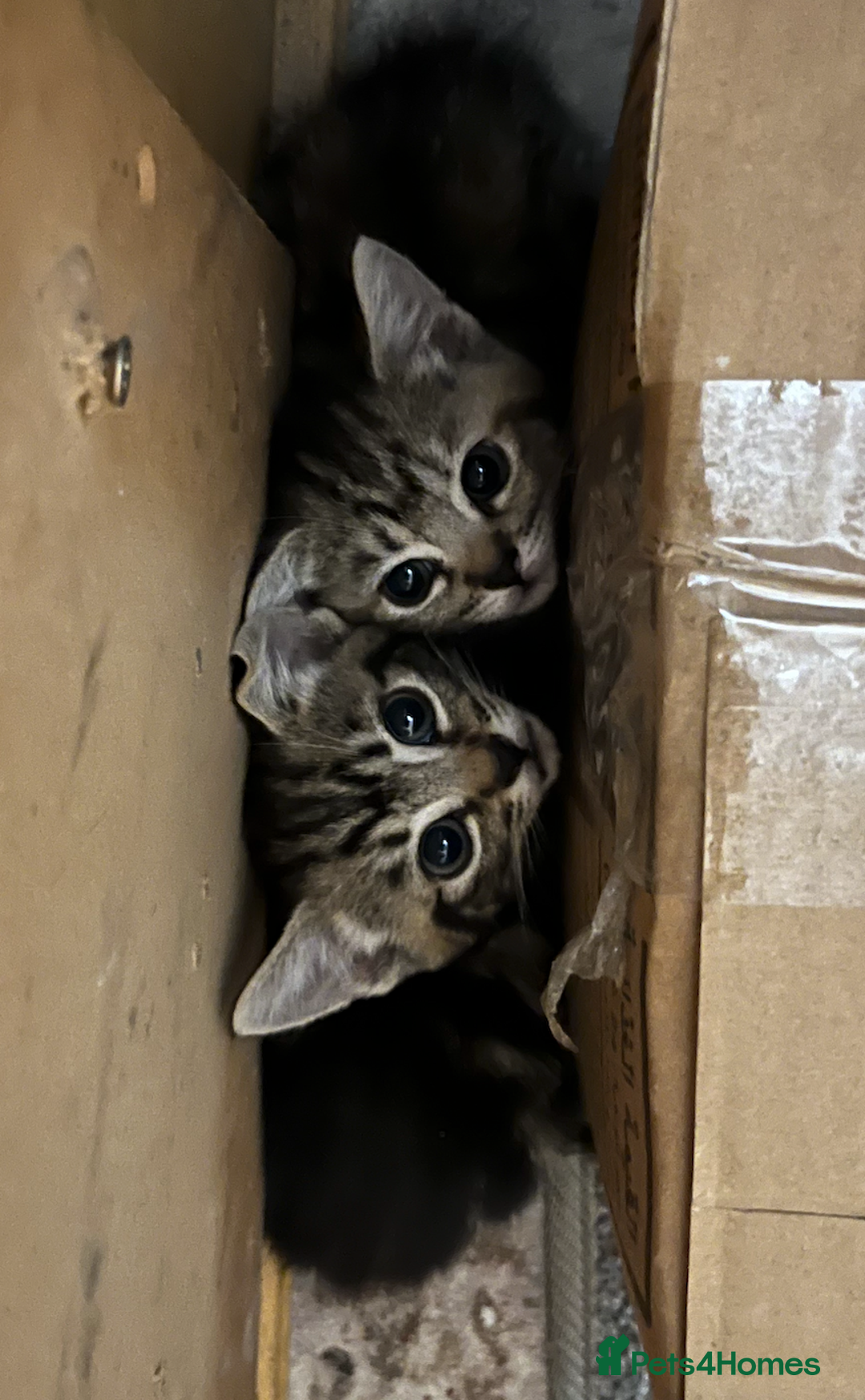 Domestic Shorthair cats for sale: 2 Male 1 Female Tabby Cats - Silver Tabby Mother - Image 4