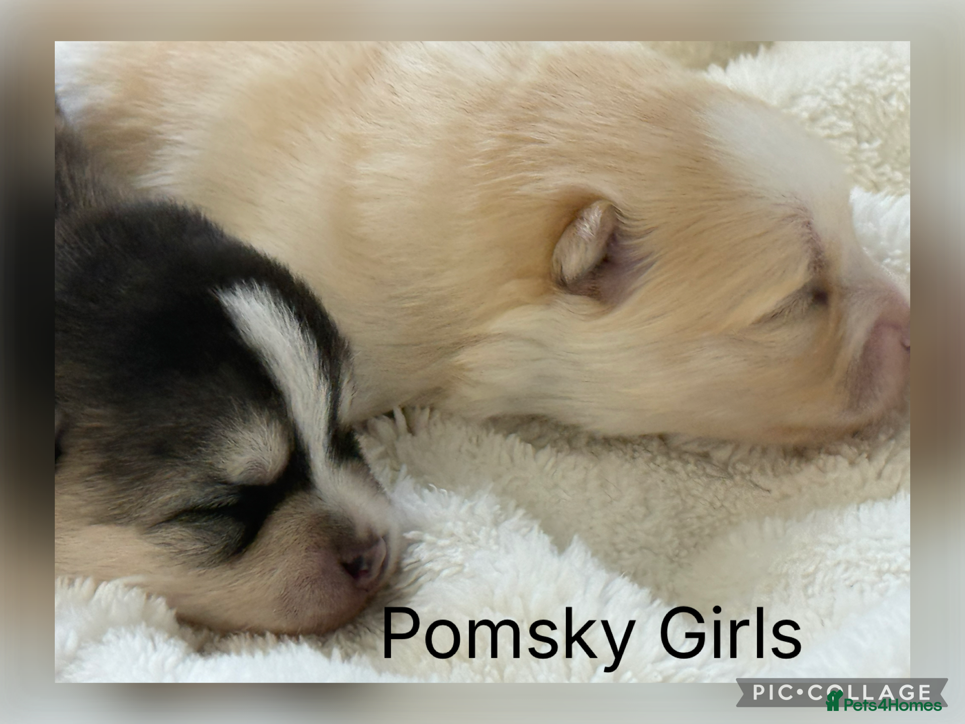Pomsky dogs Stunning F1B Pomsky’s - Advert 1