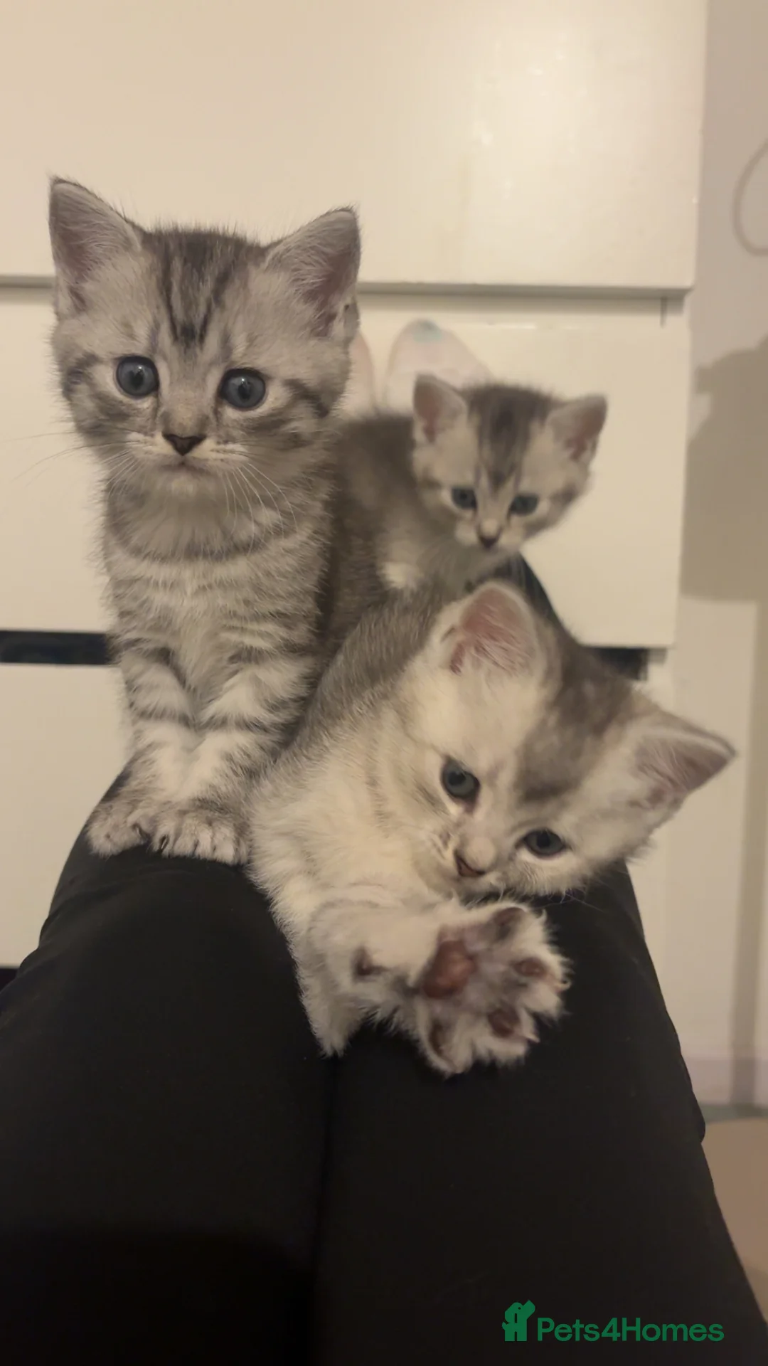 Mixed Breed cats for sale: 4 adorable grey and white kittens  - Advert 1