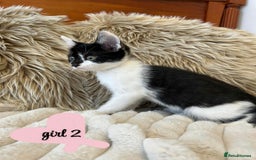 Mixed Breed cats for sale: 🏆Kittens for Sale🏆  - Image 2