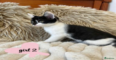 Mixed Breed cats - Advert 11