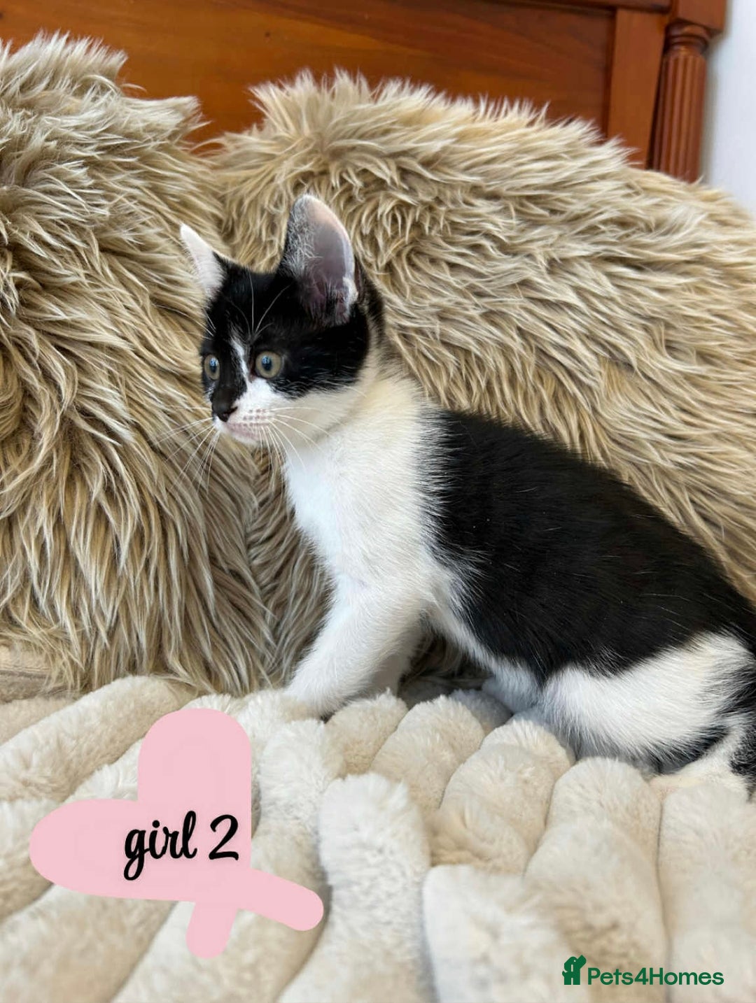 Mixed Breed cats for sale: 🏆Kittens for Sale🏆  - Image 2