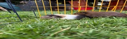 Guinea Pig rodents for sale: Beautiful friendly guinea pigs - Advert 7