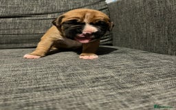 Boxer dogs for sale: Beautiful bob/tailed litter pure boxers  - Advert 28